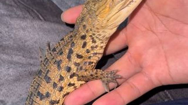 轻轻的我可没用力#非专业人士请勿模仿