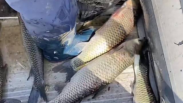 #户外捕鱼大队 #捕鱼河边随拍 #捕捞现场  #丝网捕鱼