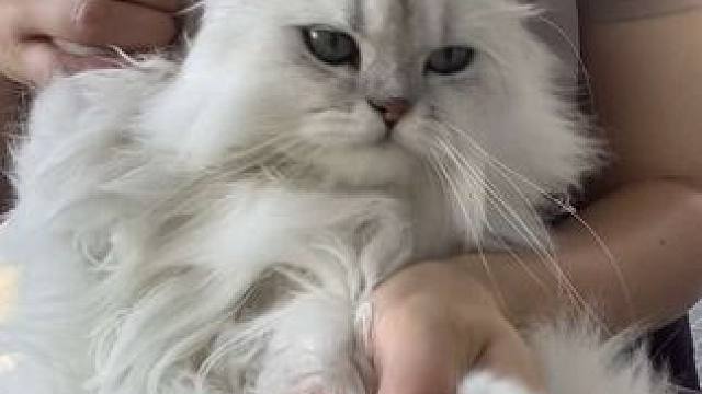 舔舔怪，咬的冻干和鱼都不爱吃#猫咪日常vlog #养猫日常 #吃货猫 #馋猫宝宝