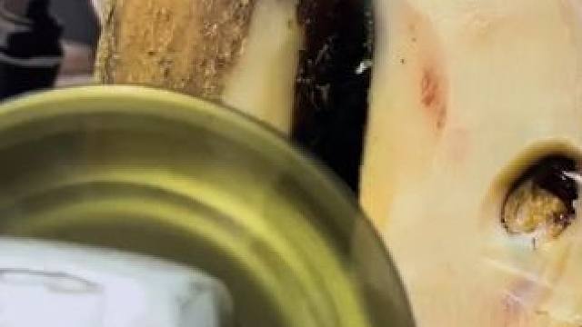 倒霉的牛牛总是被石头重创#解压#修牛蹄