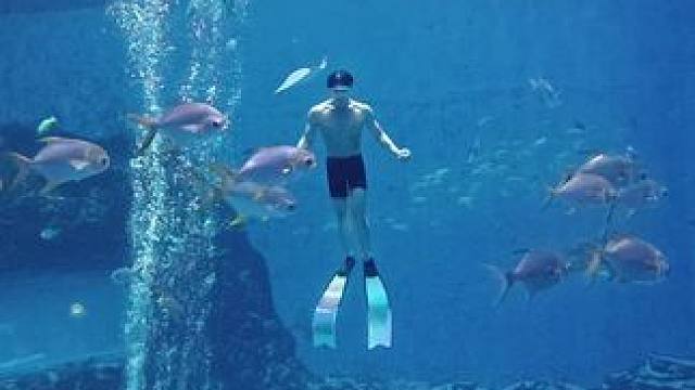 夏天就是为了看看美男鱼#潜水 #薄肌 #自由潜 #美男鱼