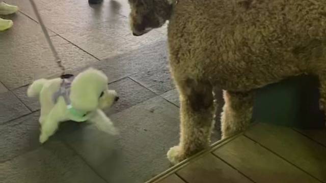 巨贵哆哆vs比熊来财