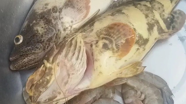 骨灰级钓鱼佬的一天