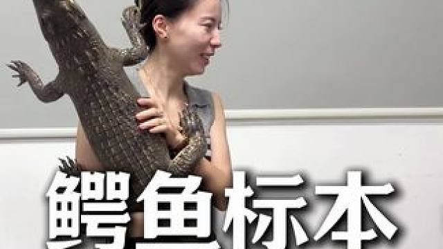 七夕送男朋友什么，当然送鳄鱼皮带了，能 #鳄鱼皮带 #七夕礼物 #鳄珍