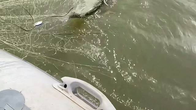 #户外捕鱼大队 #捕鱼河边随拍 #捕捞现场  #丝网捕鱼