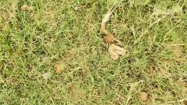 天天薅草 太费闺女啦
我才不听她的，还是小河凉快……#家乡小河 #逮鱼摸虾   #儿时记忆 #乡愁记