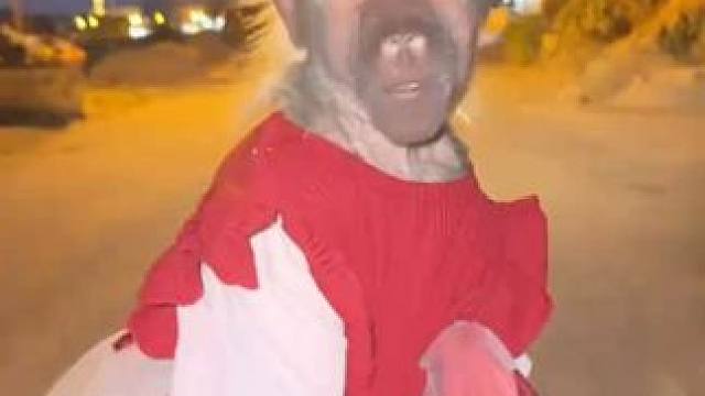 带宠物狒狒兜风 #国外视频分享 #奇妙的动物 #宠物