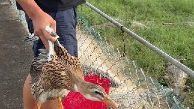 压力大啊……这涡轮增鸭