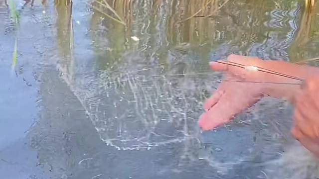 #户外捕鱼大队 #捕鱼河边随拍 #捕捞现场  #丝网捕鱼