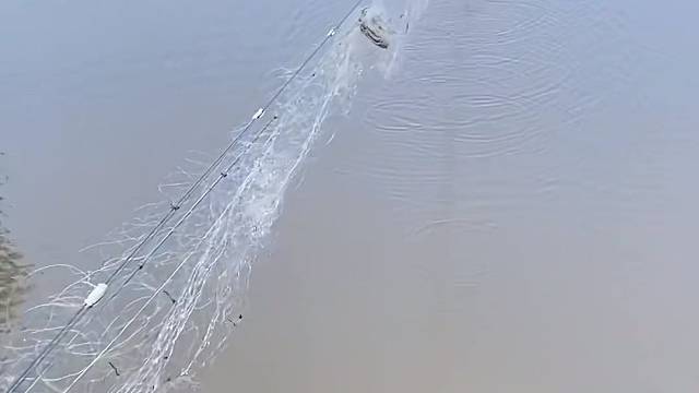 #户外捕鱼大队 #捕鱼河边随拍 #捕捞现场  #丝网捕鱼