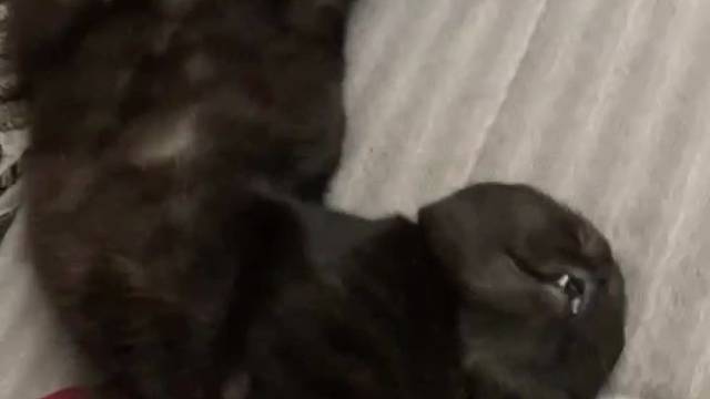 独一无二的猫猫