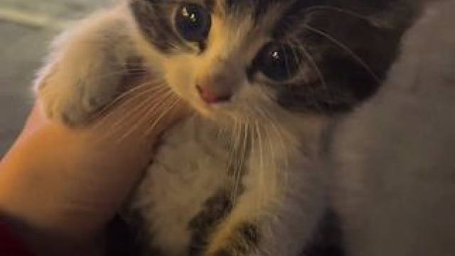 原来鹦鹉也能这么整活，实在太颠了！ #宠物成精 #鹦鹉 #萌宠 #鹦鹉日常