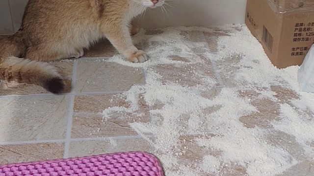 调皮捣蛋的猫咪