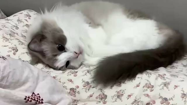 不要抢枕头好不好