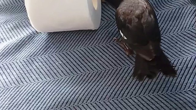 家有反骨仔，全身上下99.9999%都是反骨