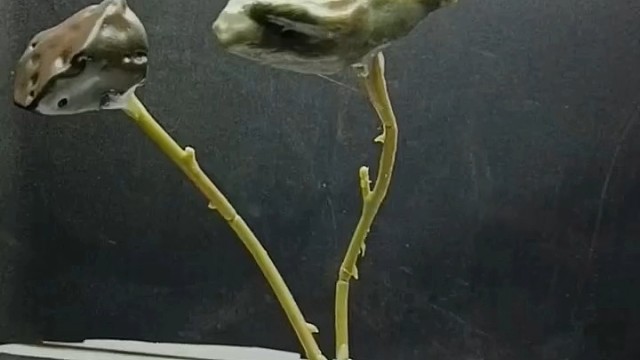 天然莲蓬荷叶奇石