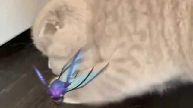 狮子狗螳螂 猫 # 英雄联盟