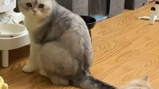 猫科动物在睡着的时候很警觉～～
#这也太可爱了吧 #猫咪睡觉姿势 #毛孩子日常 #萌宠 #奶猫成长记