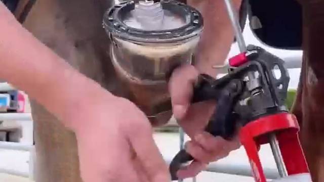 每次修马蹄的时候都会先倒进去一点液体