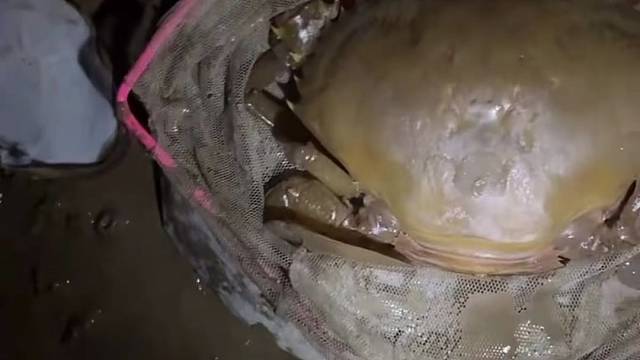 直播抓青蟹