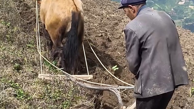 想起了我小时候跟爷爷犁地的日子