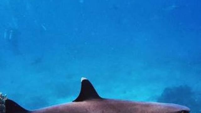 斐济鲨鱼潜 一头扎进水里与鲨鱼共舞
#潜水 #玩水的季节 #海岛度假 #浮潜 #水下拍摄