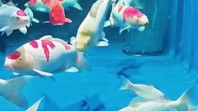 我这缸锦鲤养的怎么样#锦鲤