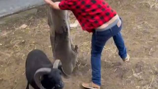 小伙被小羊顶的人仰马翻 #国外视频分享 #奇妙的动物 #宠物