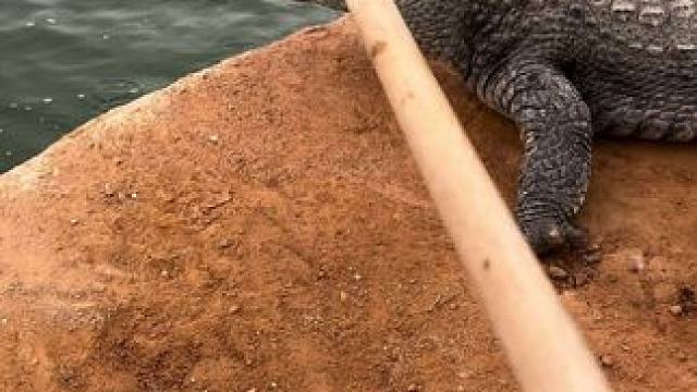 轻轻一打跑的比兔子还快#非专业人士请勿模仿