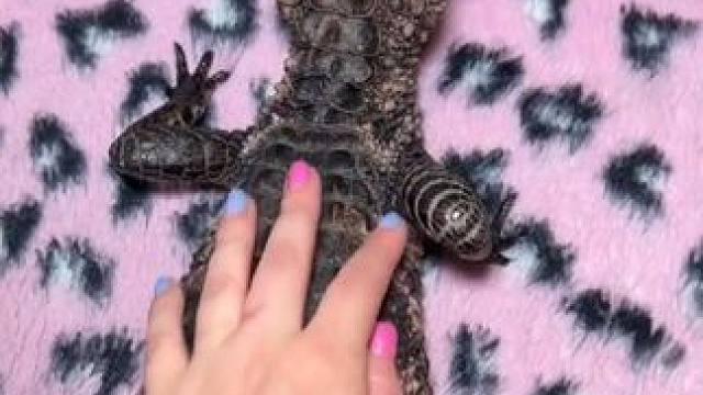 美女的宠物小鳄鱼还挺安静 #国外视频分享 #奇妙的动物 #宠物