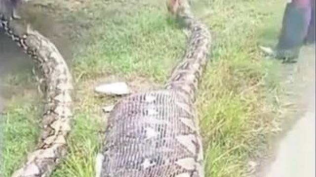 这辣条真是太嚣张了#动物科普 #动物世界  #野生动物