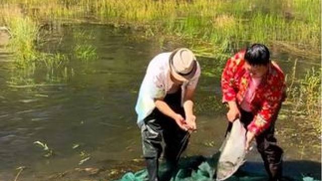 #乡下野外抓鱼视频