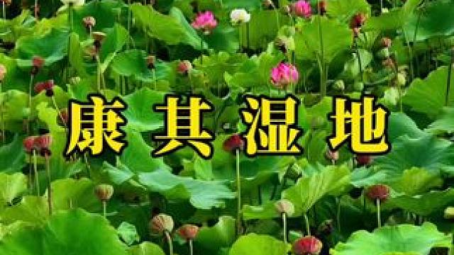 立秋后的荷花，少了夏日的繁茂，却多了份沉稳与宁静。#荷塘美景 #康其湿地 #荷花