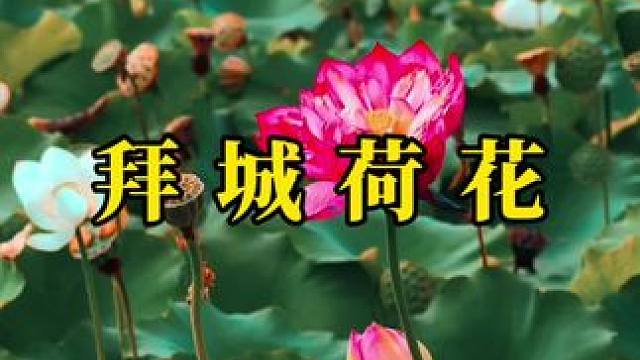 作诗了 作诗了！#荷花 #治愈系风景