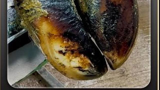 蹄底白线边缘的缝隙，看起来就宛如蚯蚓翻过的地 #解压 #助眠 #修牛蹄