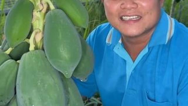 自己种的吃着很放心 #新农人计划 #泰国大叔#泰国美食#内容启发搜索 #种草激励计划