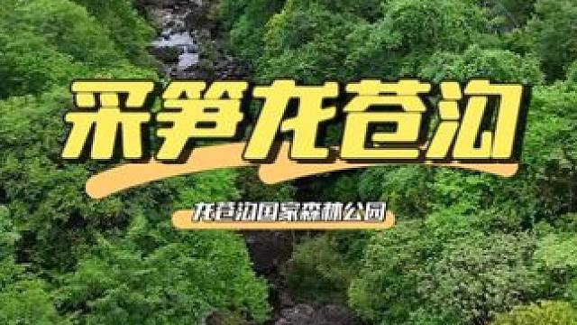 徒步寻野趣，挖笋龙苍沟#龙苍沟森林公园#龙苍沟的夏天#成都周边避暑#避暑攻略#好哇噻的周末