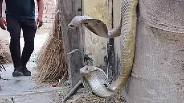 拉库里会不会翻车？#动物科普 #请勿模仿 #动物世界