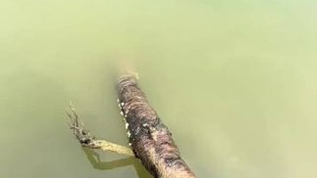 多久能上鱼#钓鱼 #钓鱼的乐趣只有钓鱼人懂 #钓鱼人就是这么疯狂 #钓鱼人