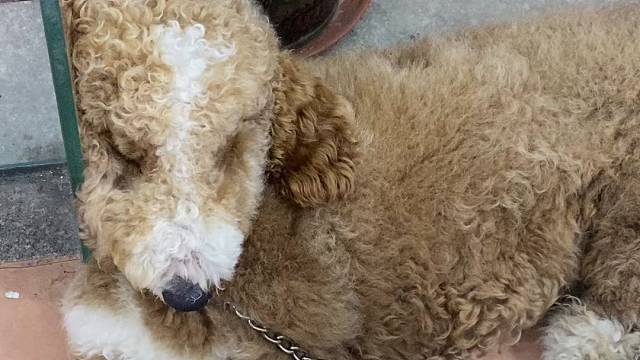 巨贵哆哆福宝孩子们玩了一天累了