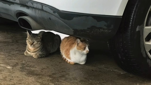 山花落尽，我心犹青。