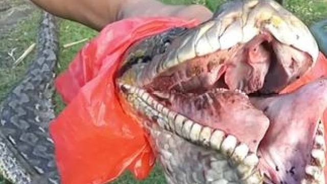 这大辣条真是太嚣张了 #动物科普 #动物世界 #野生动物零距离