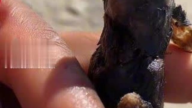 一吃一个不吱声，嘎嘣脆#咀嚼音解压 #外网视频