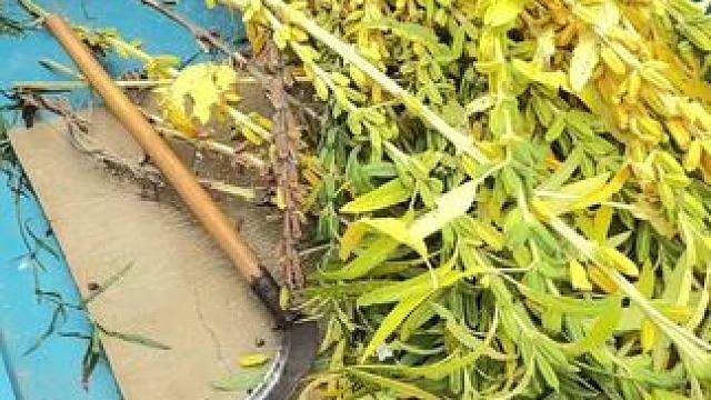 清晨 天阴沉着
俺爸说“崩在地里糟蹋了”雨点夹杂着汗水
一个踉跄芝麻茬划破脚脖……#乡间田野 #乡愁