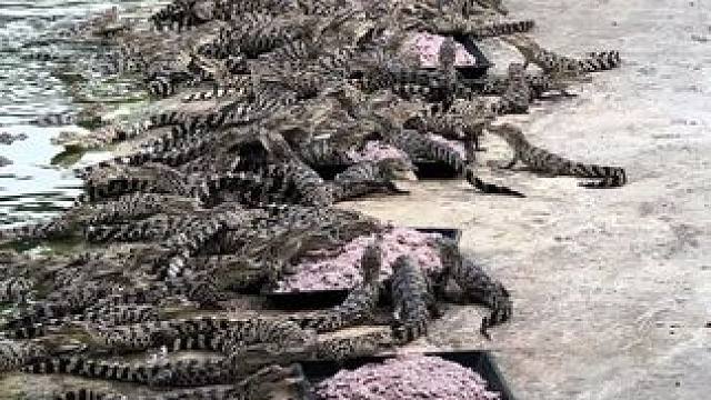 吃的嘎嘎香#鳄鱼