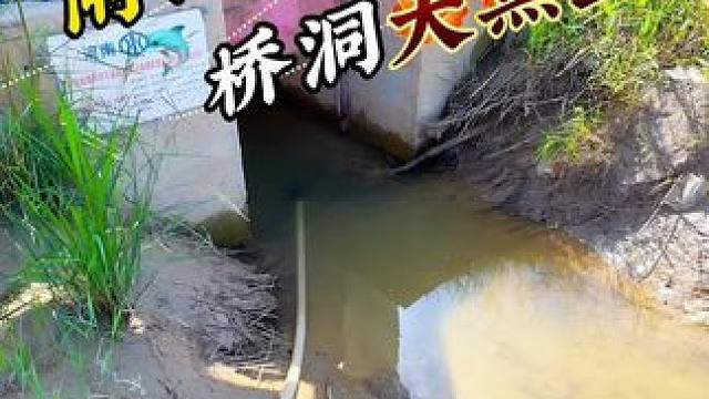 闸口桥洞有惊喜 #抽水#户外抓鱼#户外抽水#抽水抓鱼#抓鱼