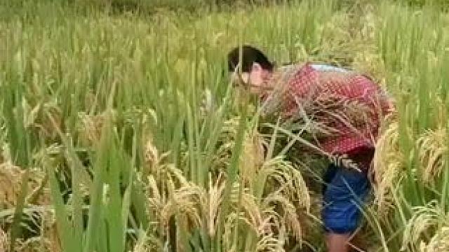 山卡卡里的农村大姐学费了开直播每天收获满满您还在恐播怕播不敢开播开播了不知说什么吗#记录真实生活 #