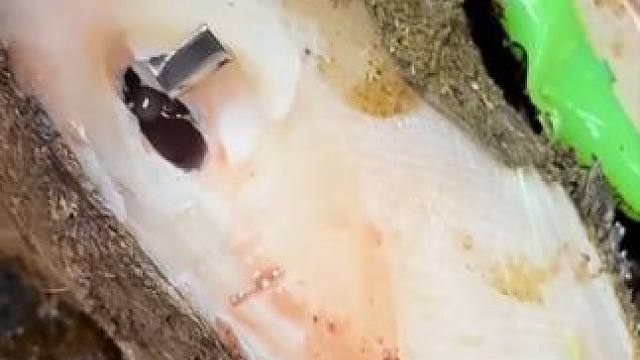 一条细线下面竟然藏着大问题#解压#修牛蹄