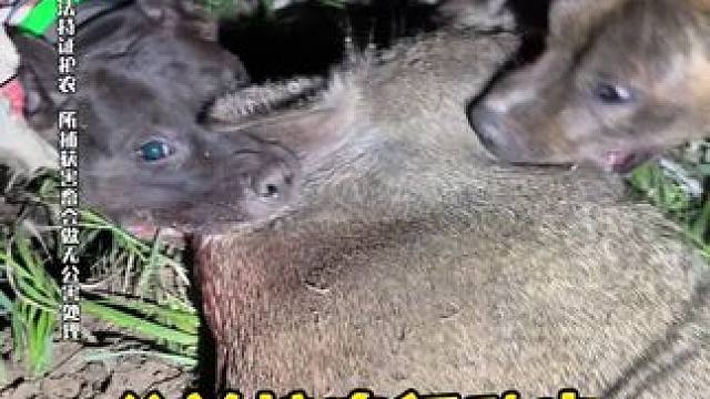 公益护农行动中 小钢炮太猛了，重量不过40斤，每次在护农的路上都是冲锋陷阵   而且咬口也非常猛 #