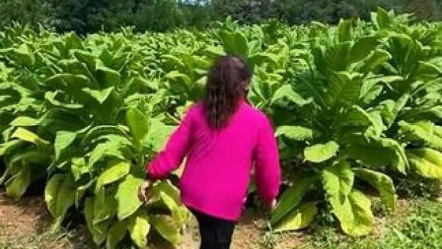 喜欢这种感觉，乡村的早晨，薄雾，鸟语，炊烟，蛙鸣，还有勤劳的乡亲. 一切那么宁静，祥和而美好，
我们